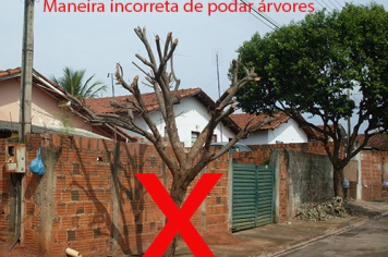 Secretaria da Agricultura e Meio Ambiente esclarece sobre poda e supressão de árvores